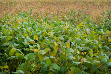 Wall Mural - soybean field with different levels of ripeness, harvest time is approaching