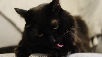 Poster - A charming fluffy black domestic cat is lying on a chair and licking itself. Independent pet care at home