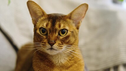 Canvas Print - A charming red-haired Abyssinian cat poses on an armchair in an apartment. A domestic purebred cat with smooth brown fur and yellow eyes. Close view face portrait