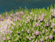 © photohampster - Mix of erica vagans, wandering heath or cornish heath pink flowering plants on ocean cliff near Puerto de Vega, Asturias,Spain.