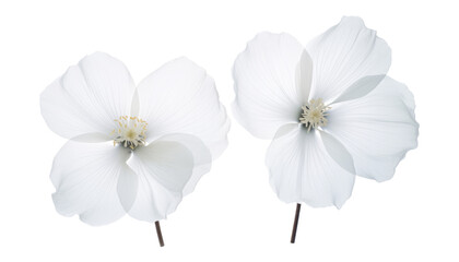 Wall Mural - white abstract flower isolated on transparent background cutout