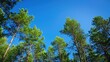 © VRVisionary - Forest of pine trees under the clear blue sky