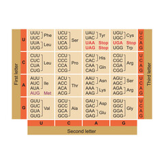 Table of RNA Codons - Genetic biological code of amino acids. Amino acid sequence chart. Eps 10 vector illustration.