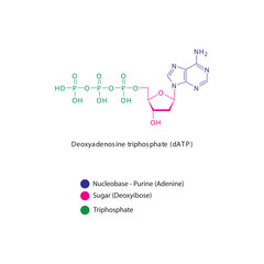 Deoxyadenosine triphosphate (dATP) skeletal structure schematic illustration, Nucleoside molecule.