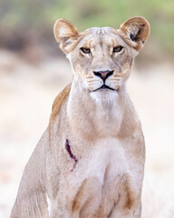 Lion, Lioness, (Panthera leo) Female, Samburu Game Reserve, Kenya, Africa