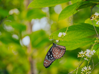 Beautiful butterflies in the garden next to the house