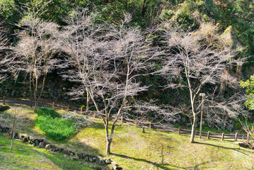 Wall Mural - 衣笠山公園の風景
