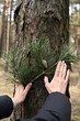 © Alina - person holding a pine tree