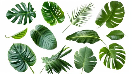 Canvas Print - Tropical leaves from various foliage plants, isolated on a white background