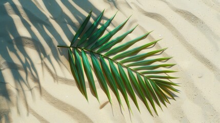 Poster - A single palm leaf lies on a sandy beach, casting a long shadow.  The image represents relaxation, vacation, tropical paradise, summer, and nature.