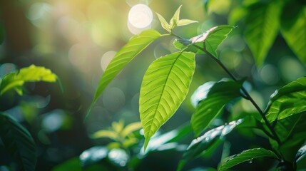 Wall Mural - green leaf in garden with soft focus under sunlight as a natural background