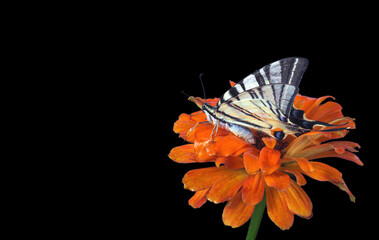 Canvas Print - bright butterfly swallowtail on colorful orange flower isolated on black. copy space