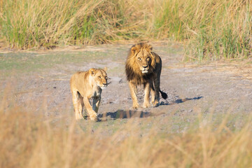 Wall Mural - Family of African lion (Panthera leo), male with female lion, Moremi game reserve, Botswana, Captivating images of Africa's lions, Experience the the wild essence of the continent.