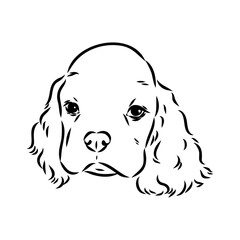 Wall Mural - Vector illustration of an American Cocker Spaniel isolated on a white background.