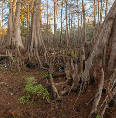 Fluted base of Pond Cypress trees in slough at Indian Lake State park, Florida