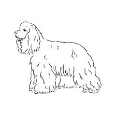 Wall Mural - Vector illustration of an American Cocker Spaniel isolated on a white background.