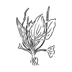 Wall Mural - Plantain. Medicinal plant wild field flower.Sketch.Hand drawn outline vector illustration