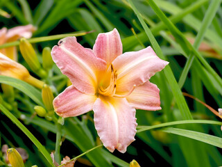 Wall Mural - Hemerocallis daylily Pink Damask flower in a garden