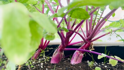 Radishes growing on the ground. 