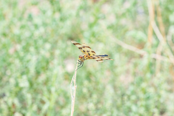 Wall Mural - Colorful Halloween Pennant Dragonfly in Colorado's Vibrant Natural Habitat During Late Afternoon