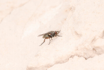 Wall Mural - One of the House Flies in the Family Muscidae in Colorado During Late Afternoon