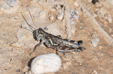 Wall Mural - Migratory Grasshopper Melanoplus Sanguinipes Found in Colorado During Late Summer Days