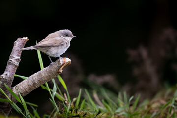 Lesser whitethroat
 on a branch