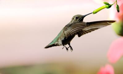 hummingbird in flight collecting nectar from a yellow flower