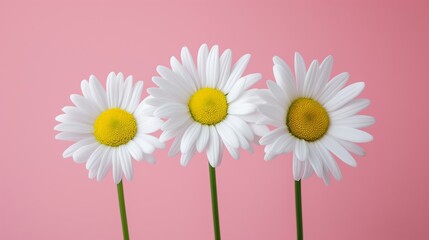 Wall Mural - Three white daisies are standing next to each other on a pink background. The flowers are arranged in a row, with one in the middle and the other two on either side