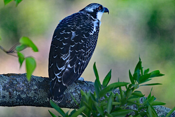 Poster - Osprey resting in the shade on a hot summer day