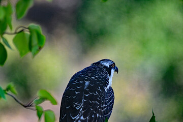 Poster - Osprey resting in the shade on a hot summer day