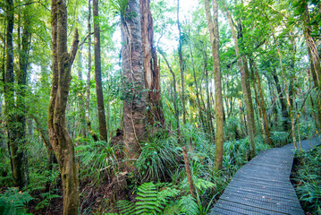 Sticker - Waipoua Kauri Forest - New Zealand