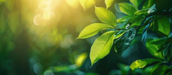 Leinwandbilder - Sunlit green leaf in nature with blurred background and copy space image for text