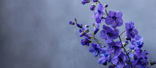 Poster - A close up image of a purple delphinium branch against a grey background with seasonal garden blooms serving as a lovely natural banner or wedding card featuring summer wildflowers with copy space in