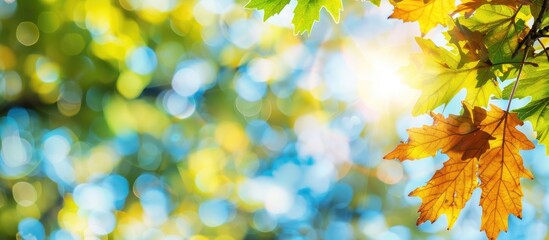 Leinwandbilder - Vibrant leaves against a sunny sky with sunshine perfect for autumn and summer holidays ideal for adding text with copy space image