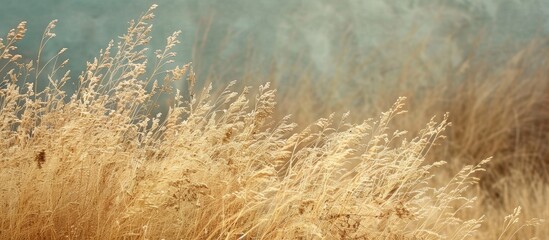 Aufkleber - Nature themed wallpaper with a dry grass background presenting ample copy space image for text against an abstract backdrop