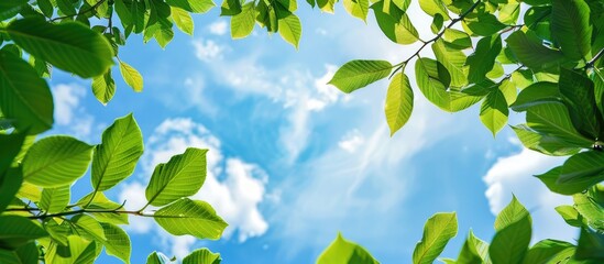 Leinwandbilder - Sky forms the backdrop for green leaves framing a copy space image ideal for text integration