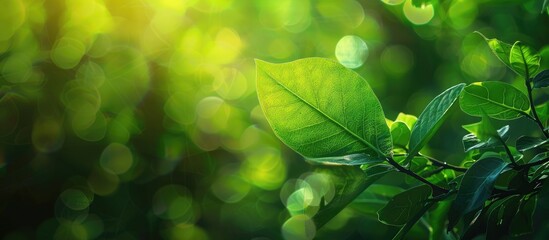 Leinwandbilder - Nature s beauty captured with a vibrant green leaf set against a blurred green backdrop bathed in sunlight Features bokeh effect and copy space image for an ecological wallpaper theme