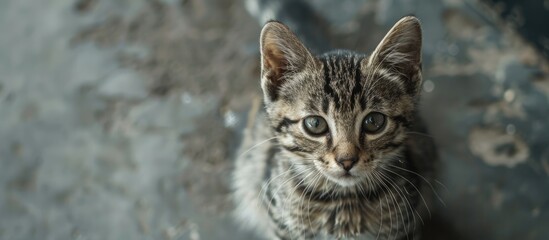 Poster - A close up image of a young cat with dark stripes on a gray background suitable for copy space image