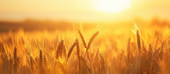 Poster - A serene image of a barley field at sunset with a soft effect against a clear sky on a sunny summer day Perfect for adding text with copy space in the picture