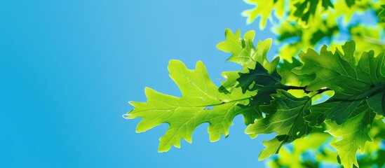 Aufkleber - A sprig of vibrant green oak leaves against a clear blue sky in a spring landscape setting Positioned in the corner with an eco friendly theme Copy space image available