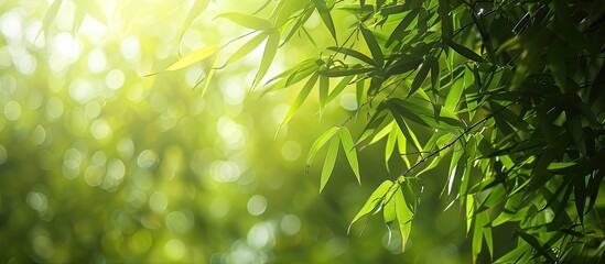 Aufkleber - A detailed shot under a bamboo tree displaying lush green leaves with natural lighting perfect for website or banner design with copy space image on a white background