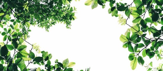 Sticker - Tree themed wallpaper background with lush green foliage against a white backdrop showcasing beautiful nature and providing room for text or images. with copy space image