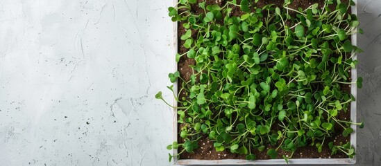 Aufkleber - Top view of microgreens and sprouts in a box on a white background with copy space image