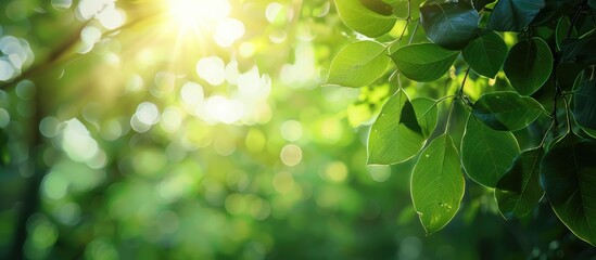 Aufkleber - Blurry natural background with abstract foliage bright sunlight and green leaf texture perfect for text or advertising on a copy space image conveying an ecological theme