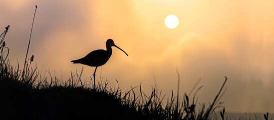 Poster - Silhouette of a snipe bird against the sky ideal for copy space image