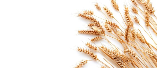 Aufkleber - Ripe golden wheat ears on a white background with copy space image