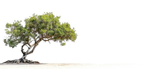 Poster - A spiny tree of small to medium size the Ziziphus mauritiana is shown in a copy space image against a white backdrop