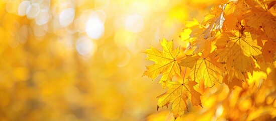 Poster - Copy space image with vibrant yellow maple leaves on a blurred autumn background