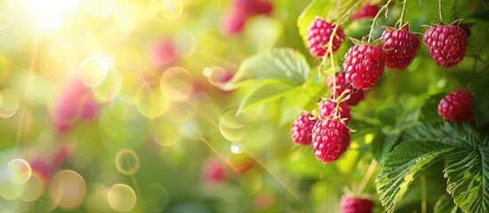 Aufkleber - Pink raspberry fruit on a branch with green summer garden backdrop and available copy space image